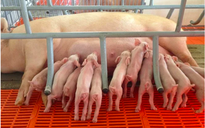 Giá heo hơi hôm nay 23.3.2026: Đà tăng chững lại