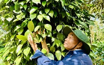 Giá tiêu giảm sâu, có kéo dài?