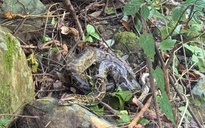 Thả hàng loạt động vật hoang dã về rừng Phong Nha - Kẻ Bàng