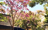 Tự hào 50 năm ngành điện thành phố mang tên Bác: Ngành điện trong mắt của bạn màu gì?