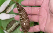 3 người ngộ độc nhập viện sau khi cùng ăn cá nóc nấu canh chua