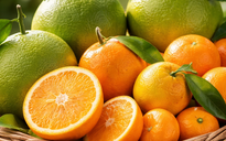 Cam, quýt và bưởi: Loại nào tốt cho hệ miễn dịch hơn?