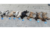 Bị truy đuổi, nghi phạm trộm chó vứt cả xe máy và tang vật để tẩu thoát