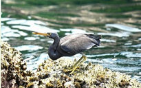 Loài vịt nâu đỏ quý hiếm được ghi nhận tại vườn quốc gia Phong Nha - Kẻ Bàng