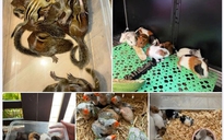 Nuôi thú cưng: Coi chừng 'đam mê' dẫn lối vào tù