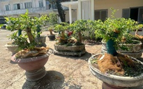 Vụ 42 cây mai vàng ở Côn Đảo: Phải chứng minh lâm sản, mới xử phạt được