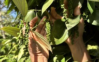 Mỹ và Trung Quốc tăng nhập, giá tiêu duy trì mức cao