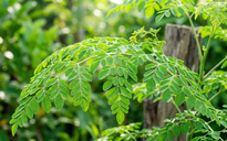 Vì sao chùm ngây được ví như 'thịt bò của thực vật'?