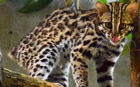 Không thể về rừng vì cụt đuôi, mèo rừng Echo trở thành 'đại sứ giáo dục'