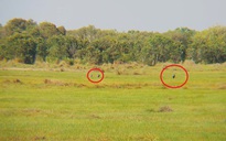 26 con sếu đầu đỏ bay thám thính, 3 con quay lại đáp xuống An Giang