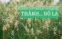 Cùng sống xanh số 144: Tạo sinh kế từ cỏ vùng ngập mặn