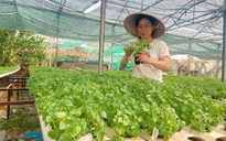 Rời văn phòng, nữ cán bộ khởi nghiệp với 2.000 m² rau thủy canh