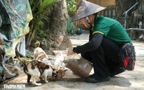 Chuyện về 100 con mèo hoang 'không hộ khẩu' ở Thảo Cầm Viên Sài Gòn