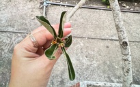 Nuốt mủ hoa sứ, 2 trẻ nhập viện cấp cứu vì ngộ độc