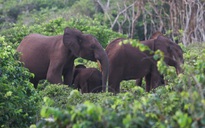 Triệu phú Mỹ đi săn thú bị voi giẫm chết