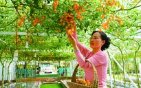 Xã Hồ Thị Kỷ chuyển hướng sản xuất nông nghiệp thích ứng biến đổi khí hậu