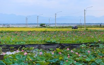 Hồ sen trước một ngôi làng ven biển ở Huế đẹp như tranh