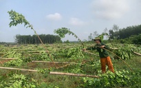 Mưa lớn ở Đồng Nai kèm lốc xoáy làm gãy đổ 2.800 trụ tiêu, sầu riêng
