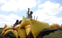 Bất ngờ gạo xuất siêu tăng mạnh nhất