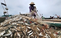 Mùa lộc biển: Săn 'bạc xanh' trên sóng biển