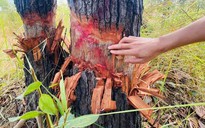 Lực lượng đông, vì sao vẫn mất rừng?