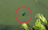 TP.HCM: Phát hiện loài vật trong Sách đỏ ngoài tự nhiên, người dân lầm tưởng… cá sấu