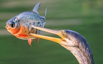 Chim trong Sách đỏ săn mồi trên mặt nước ở TP.HCM: Khoảnh khắc chỉ diễn ra vài giây