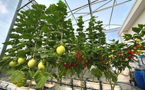 Nắng nóng gay gắt, đây là cách giữ khu vườn sân thượng xanh tốt...