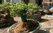 Vì sao kiểm lâm Côn Đảo phạt tiền người cất giữ 42 cây mai vàng?