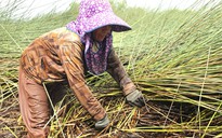 Từng 'mở mắt ra có tiền triệu', nghề cắt cỏ bàng nay chỉ còn người già bám trụ