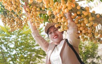Rực rỡ mùa dâu ở núi Cấm