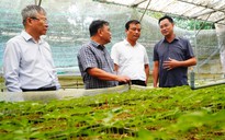 THACO bắt tay Đà Nẵng phát triển vùng sâm Ngọc Linh 8.000 ha