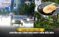 TP.HCM mưa lớn 2 ngày liên tiếp: Cành cây ngã đổ, chuyên gia cảnh báo nguy hiểm đầu mùa