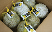 Xuất khẩu sầu riêng vào Hàn Quốc vượt Trung Quốc