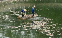 Hà Nội: Cá chết hàng loạt, nổi trắng hồ điều hòa công viên Nghĩa Đô
