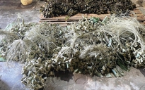 Đà Nẵng: Thu giữ 3.000 bánh ú tro chứa hàn the chuẩn bị bán ra thị trường