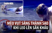 Mèo 'phá đám' màn kết bi thảm trong vở diễn Romeo và Juliet