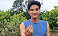 Vườn trái cây trĩu quả của Mạc Văn Khoa tại quê nhà