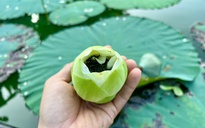 Vào đảo Bồng Lai thưởng trà, ăn món ngon từ sen Huế