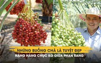 Chiêm ngưỡng những buồng chà là tuyệt đẹp nặng hàng chục kg giữa Phan Rang