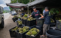 Dư sầu riêng, Malaysia nghiên cứu tuyến đường bộ để xuất khẩu hàng tươi sang Trung Quốc
