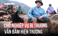 Chó nghiệp vụ tinh nhuệ đến bản Chít: Bị chấn thương vẫn quyết tâm đánh hơi tìm người mất tích