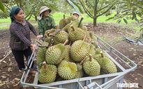 Trung Quốc tăng nhập, vì sao sầu riêng vẫn rớt giá?