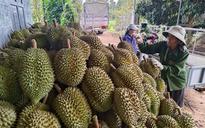 Người Hàn Quốc ngày càng mê sầu riêng Việt Nam, vì sao?