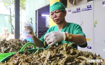 Mở hành lang pháp lý để y học cổ truyền VN phát triển