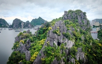 Bão đi qua hoa phát tài núi vẫn rực vàng trên vịnh Hạ Long