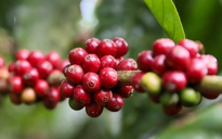 Cú sốc giá cà phê