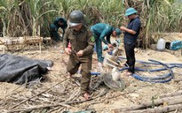 Yêu cầu xử lý vụ khai thác vàng trong rẫy mía ở Đắk Lắk