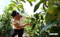 Trồng hồng sô cô la trên đất cồn, nông dân thu lãi 700 triệu đồng/năm