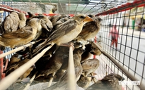 Mùa Vu lan: Khuyến khích chuyển 'mua động vật phóng sinh' sang tôn trọng sự sống